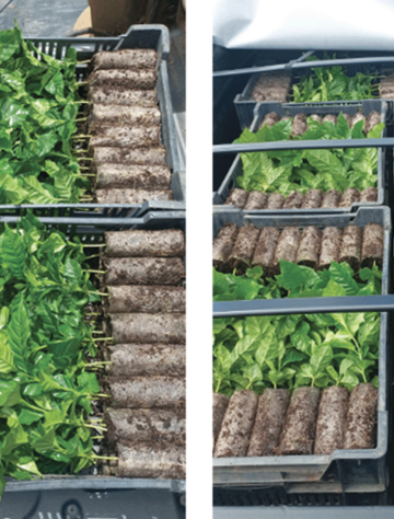 pleno-pot-paperpots-mudas-2-1024x685.png